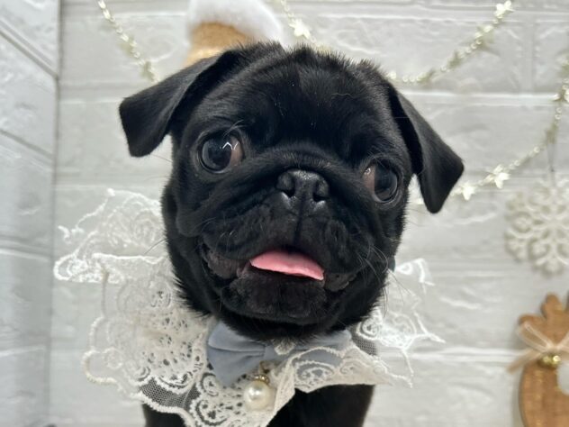 岡山県のパグ (ワンキャラット アミーゴ岡南店/2025年7月24日生まれ/女の子/ブラック)の子犬の2枚目の画像