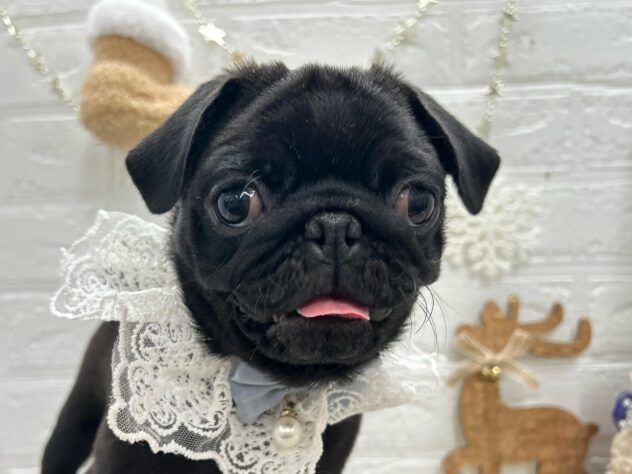 岡山県のパグ (ワンキャラット アミーゴ岡南店/2025年7月24日生まれ/女の子/ブラック)の子犬の1枚目の画像