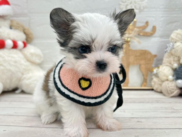 岡山県のハーフ犬・ミックス犬 (ワンキャラット アミーゴ岡南店/2025年9月11日生まれ/女の子/ホワイトフォーン)の子犬の3枚目の画像