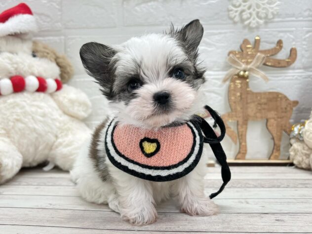 岡山県のハーフ犬・ミックス犬 (ワンキャラット アミーゴ岡南店/2025年9月11日生まれ/女の子/ホワイトフォーン)の子犬の1枚目の画像