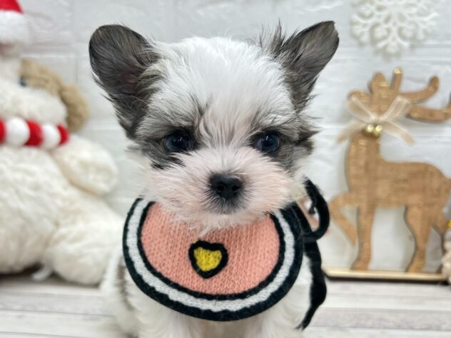 岡山県のハーフ犬・ミックス犬 (ワンキャラット アミーゴ岡南店/2025年9月11日生まれ/女の子/ホワイトフォーン)の子犬の2枚目の画像