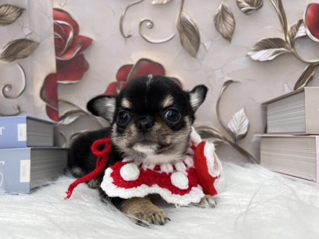 岡山県のチワワ(ロング) (ワンキャラット アミーゴ高屋店/2025年10月3日生まれ/男の子/ブラックタンホワイト)の子犬の2枚目の画像