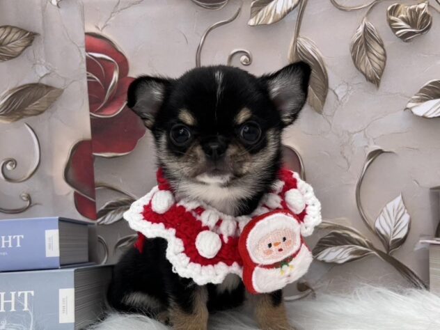 岡山県のチワワ(ロング) (ワンキャラット アミーゴ高屋店/2025年10月3日生まれ/男の子/ブラックタンホワイト)の子犬の1枚目の画像