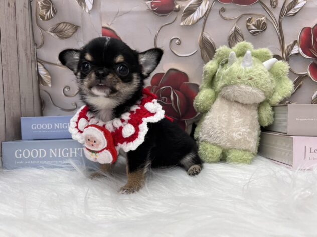 岡山県のチワワ(ロング) (ワンキャラット アミーゴ高屋店/2025年10月3日生まれ/男の子/ブラックタンホワイト)の子犬の3枚目の画像