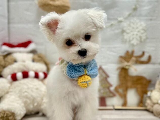 岡山県のハーフ犬・ミックス犬 (ワンキャラット アミーゴ岡南店/2025年7月6日生まれ/男の子/ホワイト)の子犬の1枚目の画像