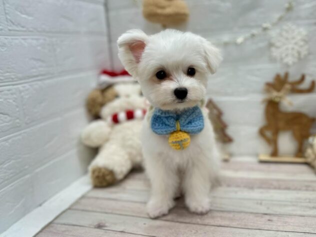 岡山県のハーフ犬・ミックス犬 (ワンキャラット アミーゴ岡南店/2025年7月6日生まれ/男の子/ホワイト)の子犬の2枚目の画像