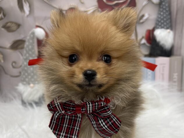 岡山県のポメラニアン (ワンキャラット アミーゴ高屋店/2025年9月28日生まれ/男の子/オレンジ)の子犬の1枚目の画像