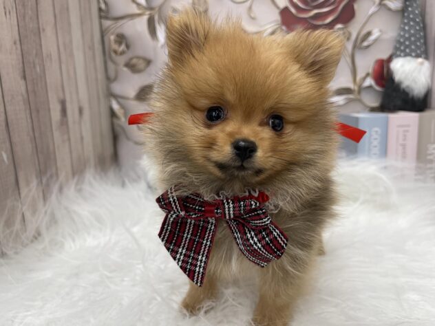 岡山県のポメラニアン (ワンキャラット アミーゴ高屋店/2025年9月28日生まれ/男の子/オレンジ)の子犬の2枚目の画像