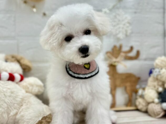 岡山県のビションフリーゼ (ワンキャラット アミーゴ岡南店/2025年8月14日生まれ/女の子/ホワイト)の子犬の1枚目の画像