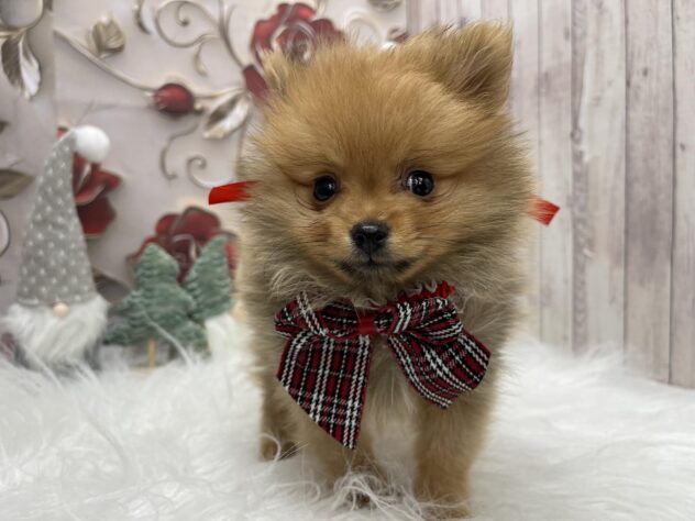 岡山県のポメラニアン (ワンキャラット アミーゴ高屋店/2025年9月28日生まれ/男の子/オレンジ)の子犬の3枚目の画像