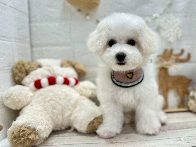 岡山県のビションフリーゼ (ワンキャラット アミーゴ岡南店/2025年8月14日生まれ/女の子/ホワイト)の子犬の2枚目の画像