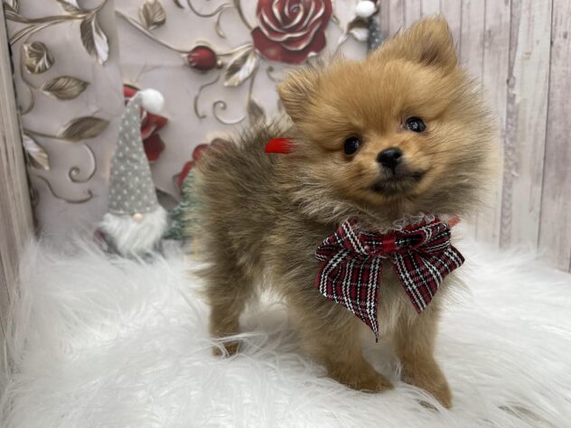 岡山県のポメラニアン (ワンキャラット アミーゴ高屋店/2025年9月28日生まれ/男の子/オレンジ)の子犬の4枚目の画像