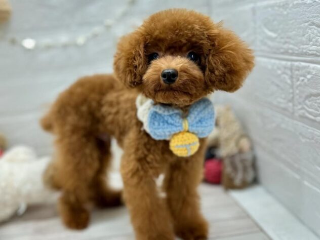 岡山県のトイプードル(トイ) (ワンキャラット アミーゴ岡南店/2025年5月7日生まれ/男の子/レッドフォーン)の子犬の2枚目の画像