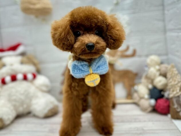 岡山県のトイプードル(トイ) (ワンキャラット アミーゴ岡南店/2025年5月7日生まれ/男の子/レッドフォーン)の子犬の1枚目の画像