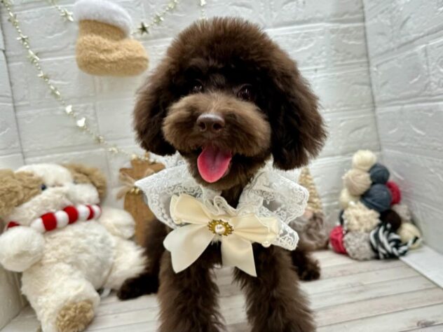 岡山県のトイプードル(トイ) (ワンキャラット アミーゴ岡南店/2025年5月29日生まれ/女の子/ブラウン)の子犬の1枚目の画像