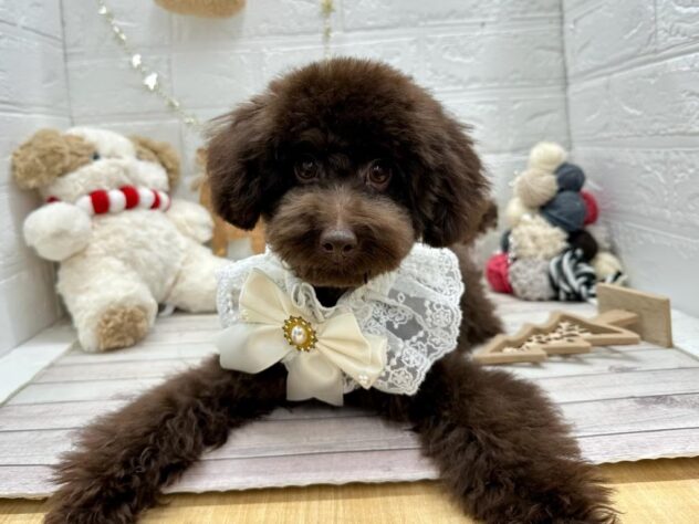 岡山県のトイプードル(トイ) (ワンキャラット アミーゴ岡南店/2025年5月29日生まれ/女の子/ブラウン)の子犬の3枚目の画像