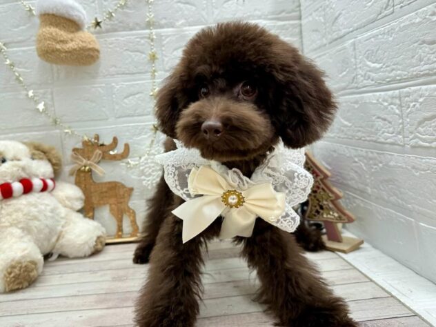 岡山県のトイプードル(トイ) (ワンキャラット アミーゴ岡南店/2025年5月29日生まれ/女の子/ブラウン)の子犬の2枚目の画像