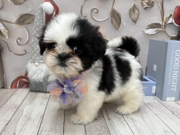 岡山県のシーズー (ワンキャラット アミーゴ高屋店/2025年9月30日生まれ/男の子/ホワイトブラック)の子犬の2枚目の画像