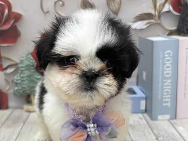 岡山県のシーズー (ワンキャラット アミーゴ高屋店/2025年9月30日生まれ/男の子/ホワイトブラック)の子犬の1枚目の画像