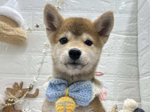 岡山県の豆柴 (ワンキャラット アミーゴ岡南店/2025年8月23日生まれ/男の子/赤)の子犬の1枚目の画像