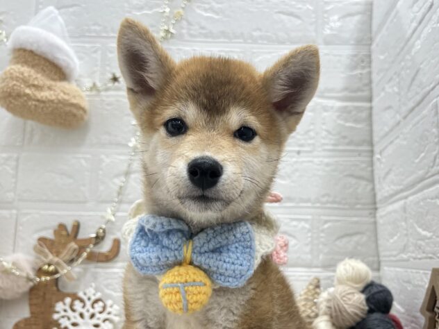 岡山県の豆柴 (ワンキャラット アミーゴ岡南店/2025年8月23日生まれ/男の子/赤)の子犬の3枚目の画像