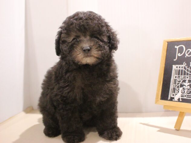 兵庫県のトイプードル(トイ) (ペット・プラザ アミーゴつかしん店/2025年9月8日生まれ/女の子/グレー(旧シルバー))の子犬の3枚目の画像