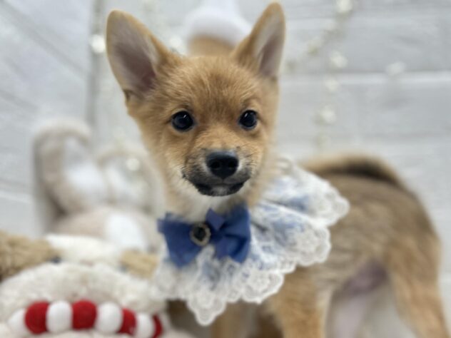 岡山県のハーフ犬・ミックス犬 (ワンキャラット アミーゴ岡南店/2025年7月25日生まれ/男の子/赤)の子犬の3枚目の画像