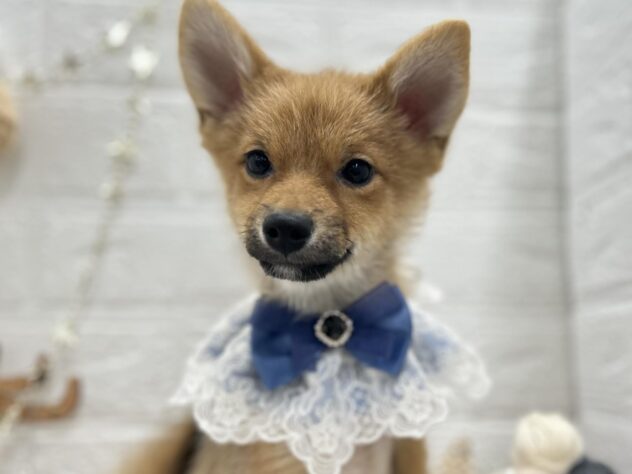 岡山県のハーフ犬・ミックス犬 (ワンキャラット アミーゴ岡南店/2025年7月25日生まれ/男の子/赤)の子犬の1枚目の画像