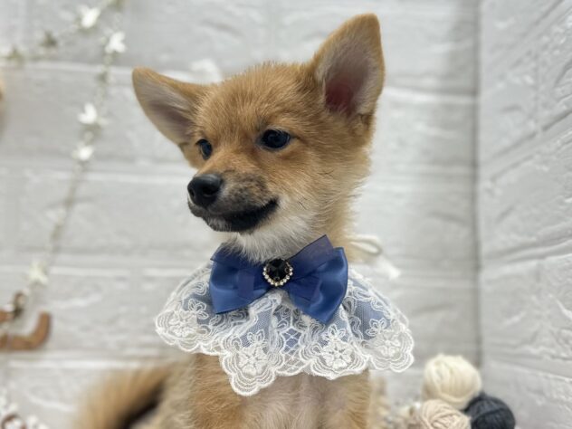 岡山県のハーフ犬・ミックス犬 (ワンキャラット アミーゴ岡南店/2025年7月25日生まれ/男の子/赤)の子犬の2枚目の画像