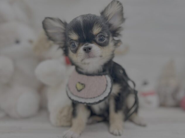 岡山県のチワワ(ロング) (ワンキャラット アミーゴ岡南店/2025年8月15日生まれ/男の子/ブラックタンホワイト)の子犬の1枚目の画像