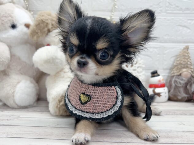 岡山県のチワワ(ロング) (ワンキャラット アミーゴ岡南店/2025年8月15日生まれ/男の子/ブラックタンホワイト)の子犬の2枚目の画像