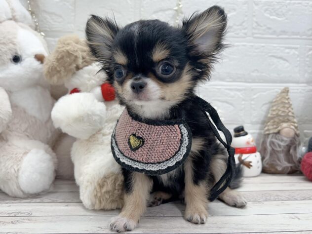 岡山県のチワワ(ロング) (ワンキャラット アミーゴ岡南店/2025年8月15日生まれ/男の子/ブラックタンホワイト)の子犬の3枚目の画像