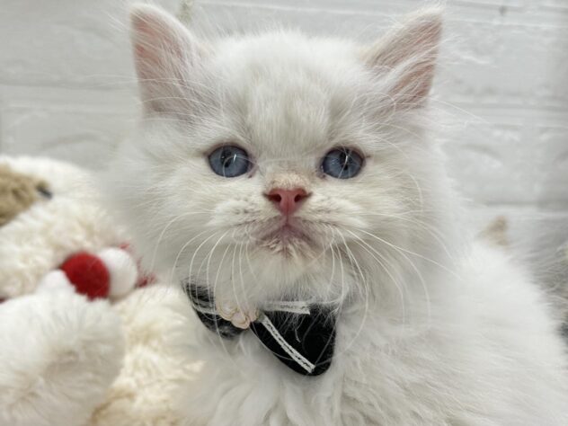 岡山県のラガマフィン (ワンキャラット アミーゴ岡南店/2025年9月21日生まれ/男の子/クリーム)の子猫の1枚目の画像