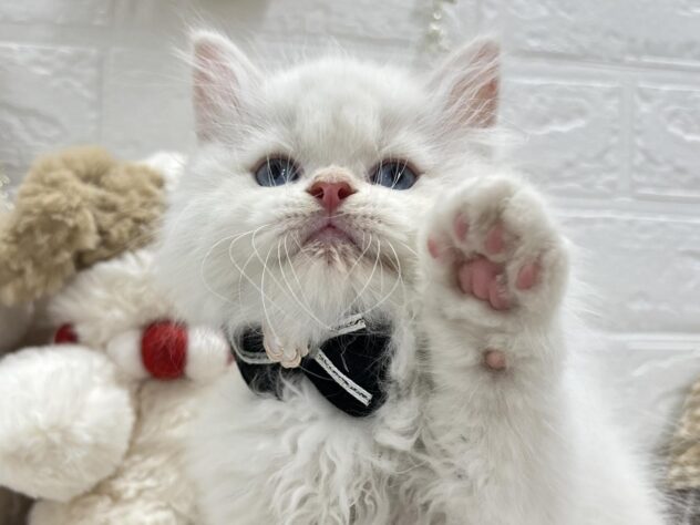 岡山県のラガマフィン (ワンキャラット アミーゴ岡南店/2025年9月21日生まれ/男の子/クリーム)の子猫の3枚目の画像