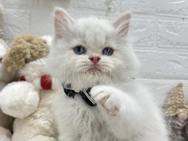 岡山県のラガマフィン (ワンキャラット アミーゴ岡南店/2025年9月21日生まれ/男の子/クリーム)の子猫の2枚目の画像