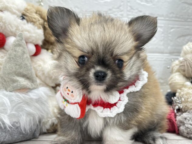 岡山県のハーフ犬・ミックス犬 (ワンキャラット アミーゴ岡南店/2025年9月20日生まれ/男の子/フォーン)の子犬の3枚目の画像