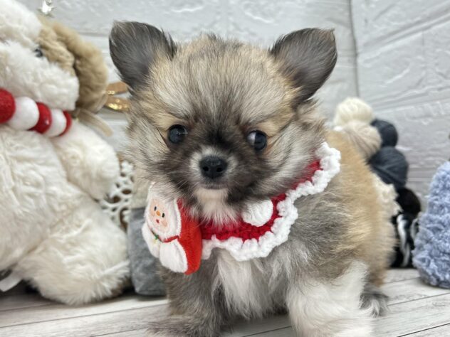 岡山県のハーフ犬・ミックス犬 (ワンキャラット アミーゴ岡南店/2025年9月20日生まれ/男の子/フォーン)の子犬の2枚目の画像