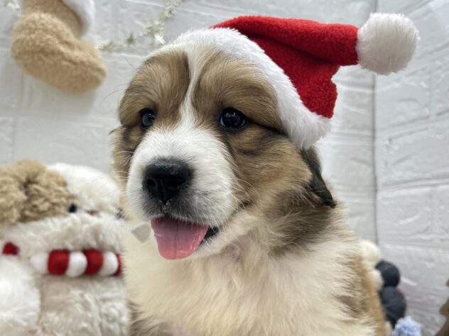 岡山県のハーフ犬・ミックス犬 (ワンキャラット アミーゴ岡南店/2025年9月20日生まれ/女の子/その他色)の子犬の2枚目の画像