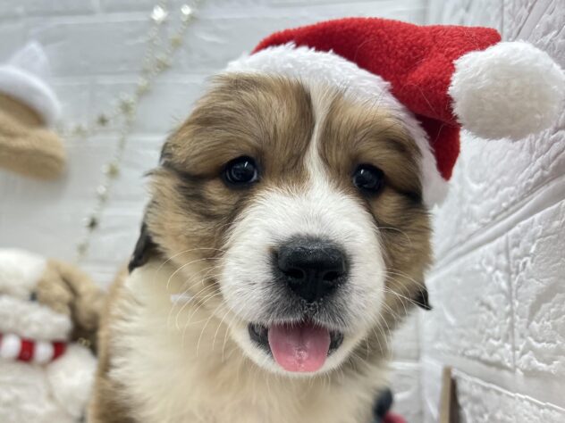 岡山県のハーフ犬・ミックス犬 (ワンキャラット アミーゴ岡南店/2025年9月20日生まれ/女の子/その他色)の子犬の1枚目の画像