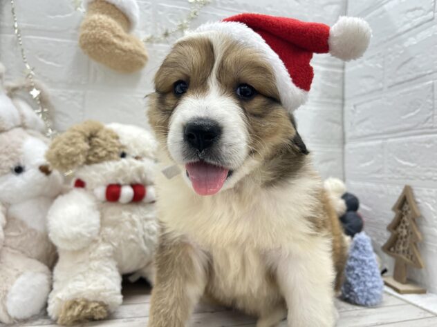 岡山県のハーフ犬・ミックス犬 (ワンキャラット アミーゴ岡南店/2025年9月20日生まれ/女の子/その他色)の子犬の3枚目の画像