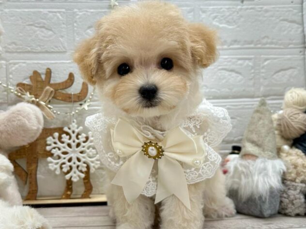 岡山県のハーフ犬・ミックス犬 (ワンキャラット アミーゴ岡南店/2025年9月10日生まれ/女の子/クリーム)の子犬の1枚目の画像