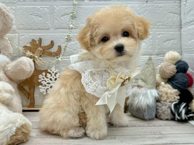 岡山県のハーフ犬・ミックス犬 (ワンキャラット アミーゴ岡南店/2025年9月10日生まれ/女の子/クリーム)の子犬の2枚目の画像