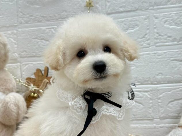 岡山県のミニチュアプードル (ワンキャラット アミーゴ岡南店/2025年9月20日生まれ/男の子/ペールフォーン)の子犬の1枚目の画像