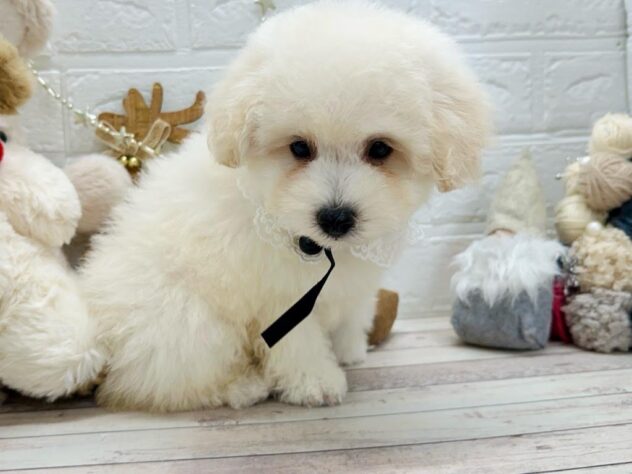 岡山県のミニチュアプードル (ワンキャラット アミーゴ岡南店/2025年9月20日生まれ/男の子/ペールフォーン)の子犬の2枚目の画像