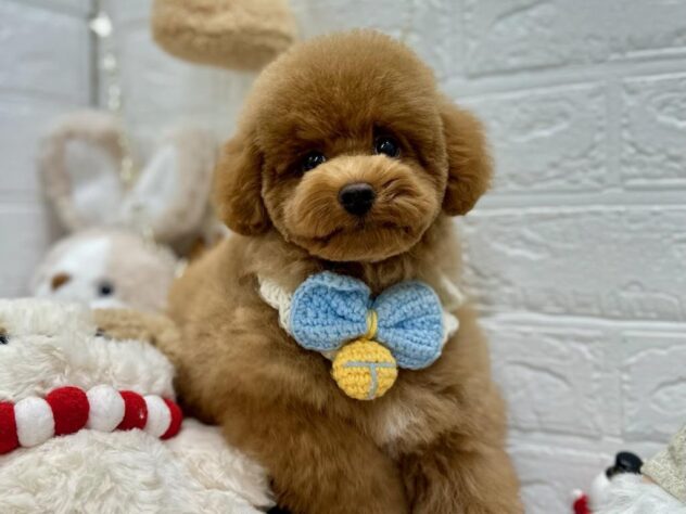 岡山県のトイプードル(トイ) (ワンキャラット アミーゴ岡南店/2025年8月12日生まれ/男の子/オレンジフォーン)の子犬の1枚目の画像