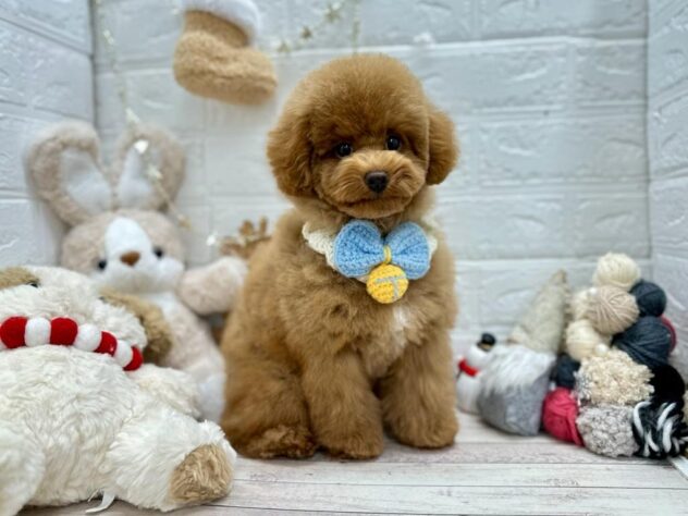 岡山県のトイプードル(トイ) (ワンキャラット アミーゴ岡南店/2025年8月12日生まれ/男の子/オレンジフォーン)の子犬の2枚目の画像