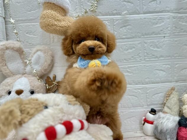 岡山県のトイプードル(トイ) (ワンキャラット アミーゴ岡南店/2025年8月12日生まれ/男の子/オレンジフォーン)の子犬の3枚目の画像