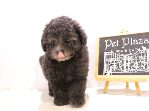 兵庫県のトイプードル(トイ) (ペット・プラザ アミーゴつかしん店/2025年9月8日生まれ/女の子/グレー(旧シルバー))の子犬の2枚目の画像