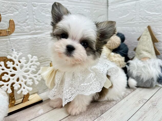 岡山県のハーフ犬・ミックス犬 (ワンキャラット アミーゴ岡南店/2025年9月11日生まれ/女の子/ホワイトフォーン)の子犬の1枚目の画像