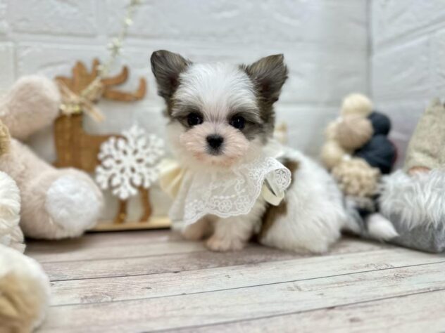 岡山県のハーフ犬・ミックス犬 (ワンキャラット アミーゴ岡南店/2025年9月11日生まれ/女の子/ホワイトフォーン)の子犬の2枚目の画像